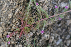 Trichurus monsoniae